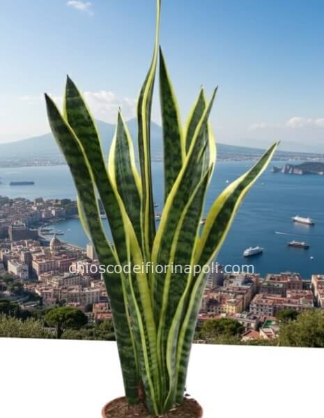 Sansevieria